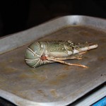 IMG_9748